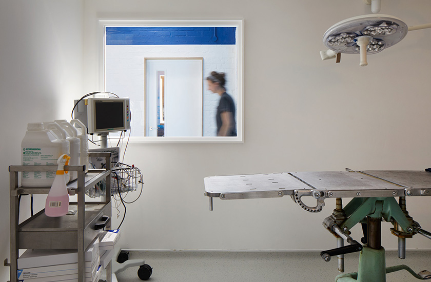 Ветеринарну клініку в Лондоні спеціально побудували так, щоб кішки та собаки не зустрічалися