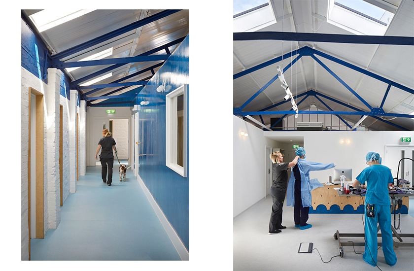 Ветеринарну клініку в Лондоні спеціально побудували так, щоб кішки та собаки не зустрічалися