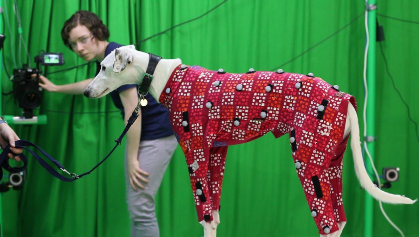 Вчені навчилися оцифровувати собак за допомогою однієї камери