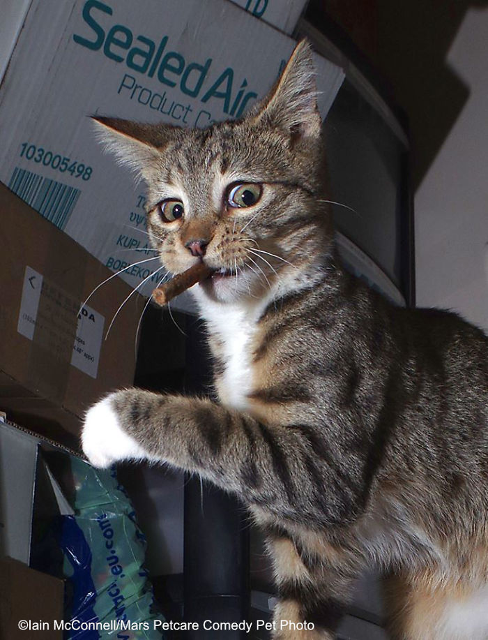 домашніх тварин