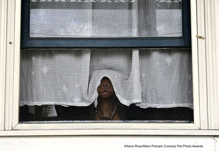 домашніх тварин