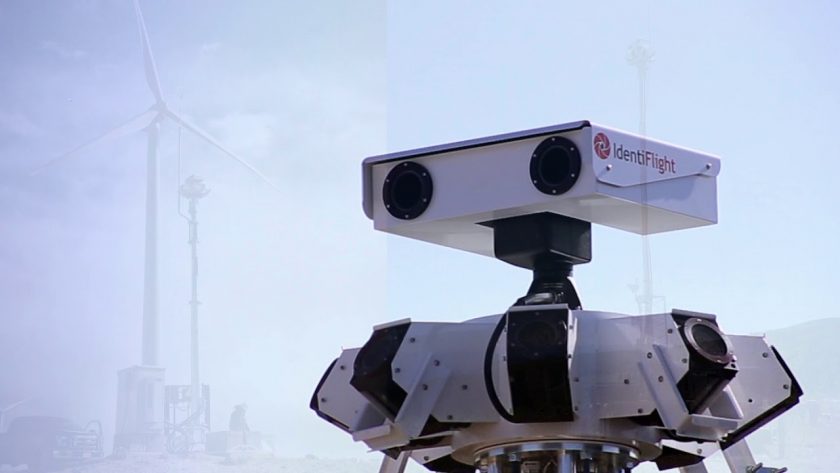 Штучний інтелект знизить смертність рідкісних пташок від вітрогенераторів