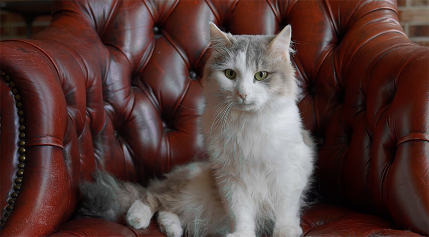 Зупини холостяка