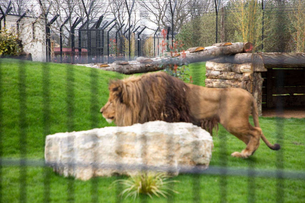 У Британії відкрили Центр порятунку левів, у якому живуть евакуйовані з України тварини