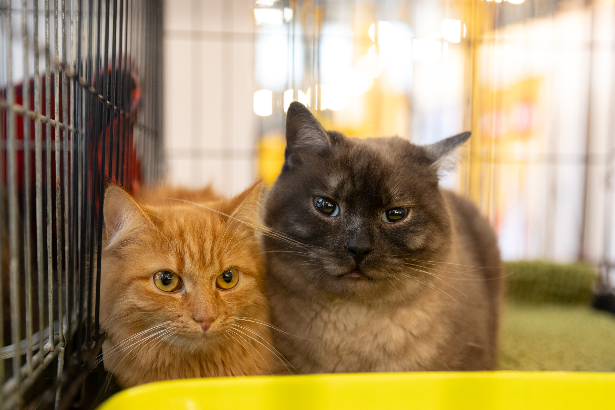 У Києві пройде фестиваль AdoptMe Days | Only Cats 