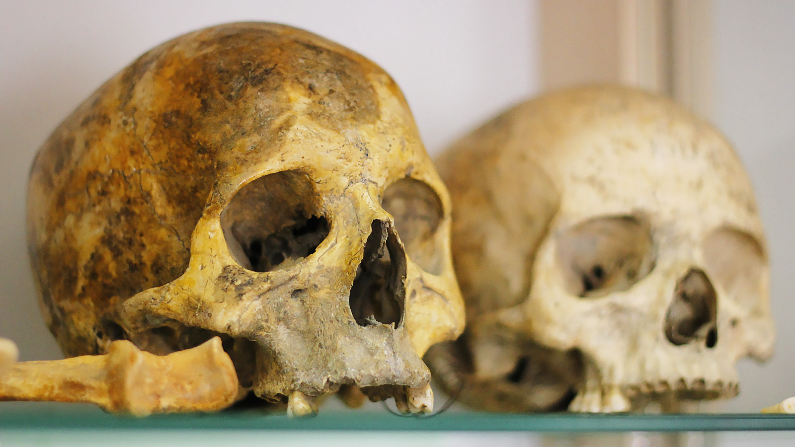 image-wrapper full-width-container