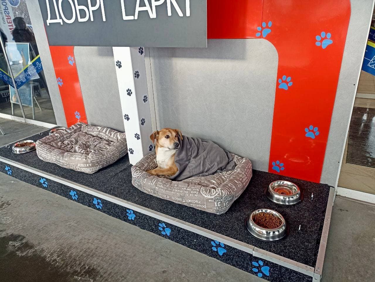 В Епіцентрі з’явилися постійні зони для тварин 