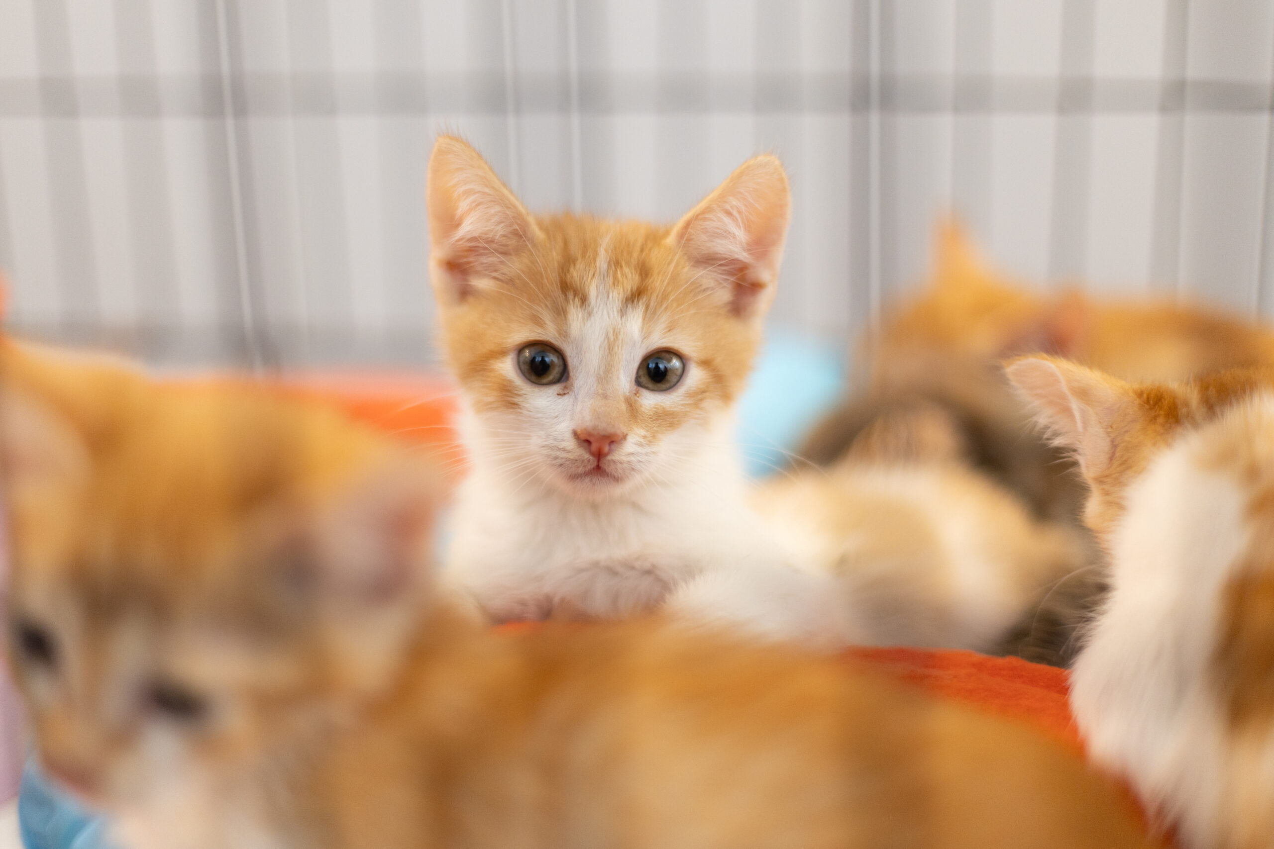 У Києві пройде фестиваль адопції тварин AdoptMe Days