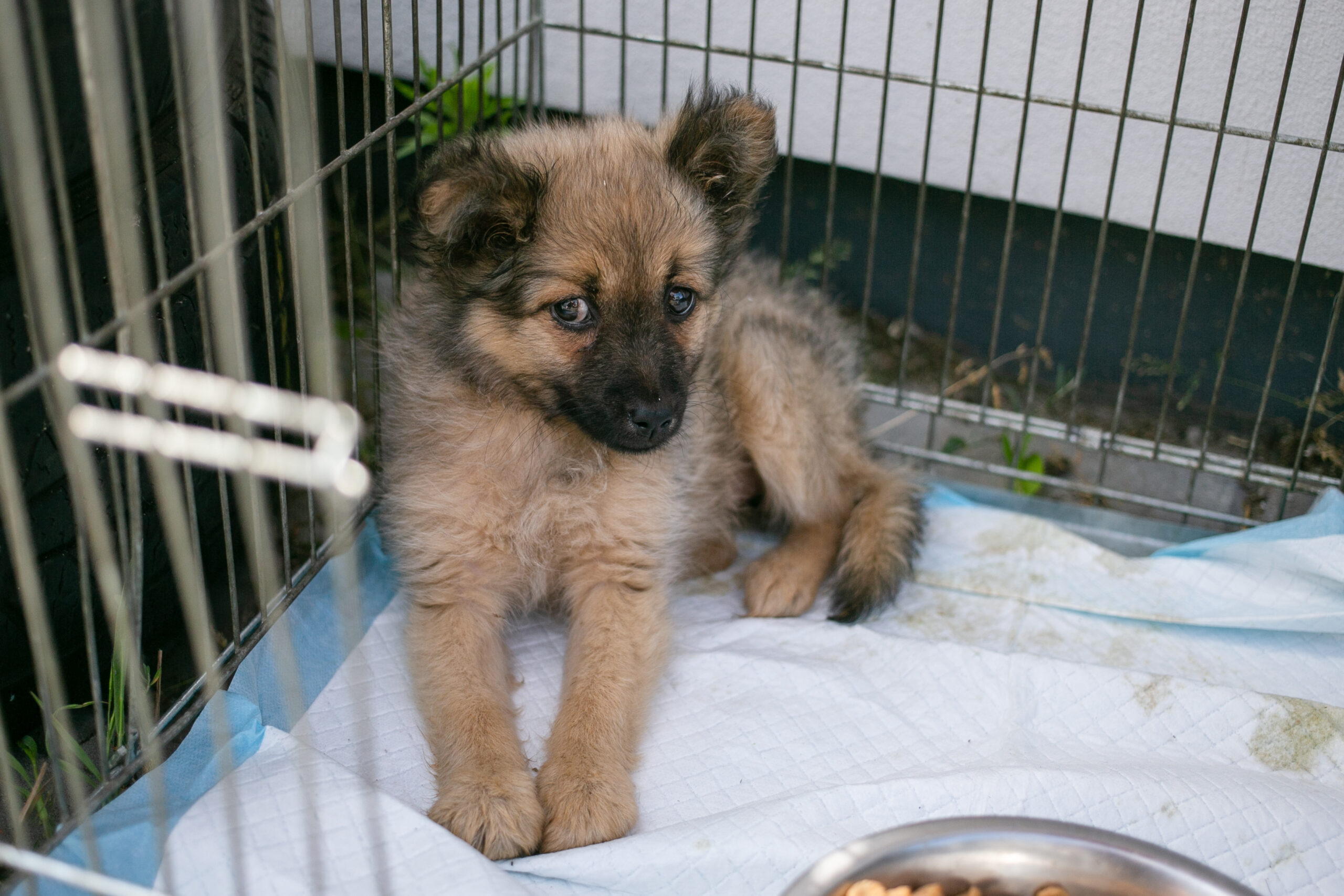MasterZoo та UAnimals запускають акцію «Лапка Турботи». Фото з м. Ольвіопіль, Миколаївщина, 2025 рік
